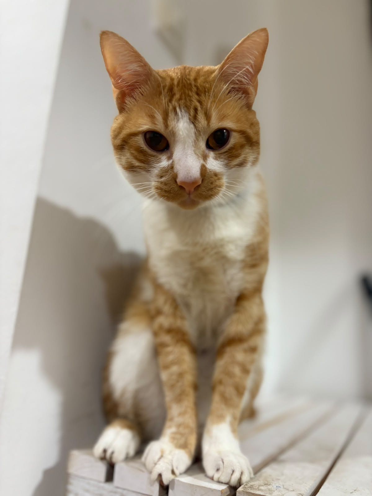 Lucky — Rescued Varadero, Cuba