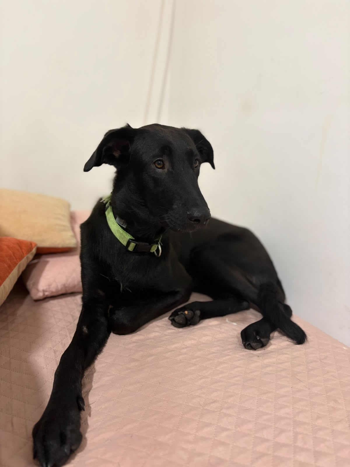 Rocky — Rescued Mladenovac, Serbia